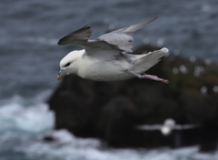 Fulmarus glacialis