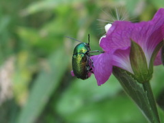 Cryptocephalus