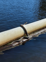 Nerodia sipedon sipedon