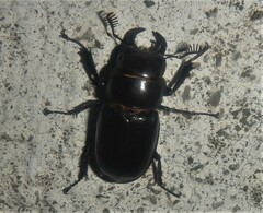 Lucanus barbarossa