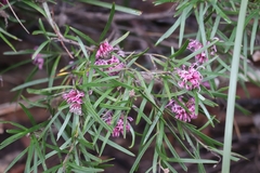 Grevillea sericea