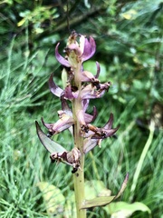 Dactylorhiza