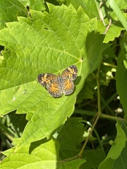 Phyciodes tharos
