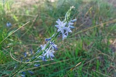Caesia calliantha