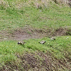 Carduelis carduelis britannica