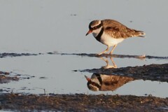 Elseyornis melanops
