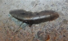 Idaea laevigata