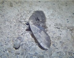 Idaea laevigata