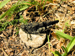 Oedipoda