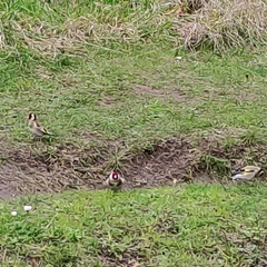 Carduelis carduelis britannica