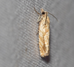 Eucosma cana