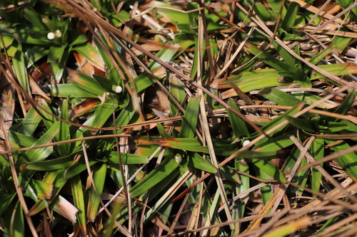 Eriocaulon schimperi image