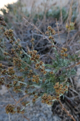 Artemisia rothrockii