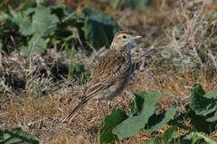 Anthus australis