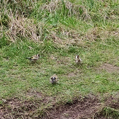 Carduelis carduelis britannica