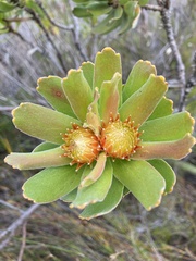 Leucospermum oleifolium