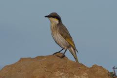 Gavicalis virescens