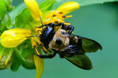 Xylocopa virginica virginica