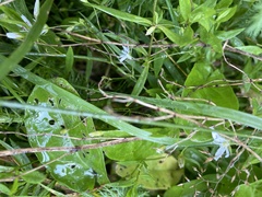 Stellaria graminea