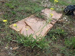 Diplotaxis tenuifolia