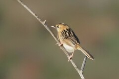 Cisticola exilis