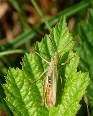 Chorthippus dorsatus