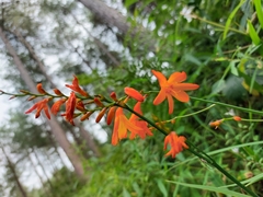 Crocosmia