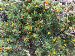 Pultenaea tenuifolia