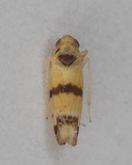 Empoa gillettei