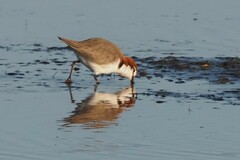 Charadrius ruficapillus