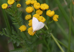 Udea lutealis