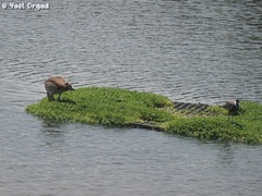 Alopochen aegyptiaca