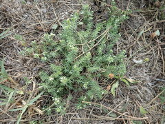 Galium humifusum