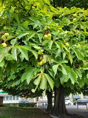 Aesculus hippocastanum