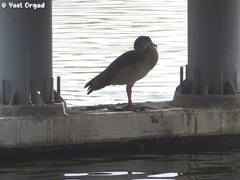 Alopochen aegyptiaca