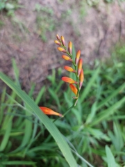 Crocosmia