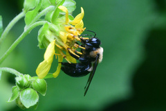 Xylocopa virginica virginica