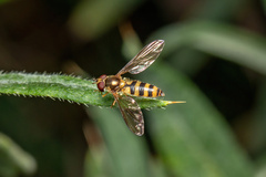 Meliscaeva cinctella