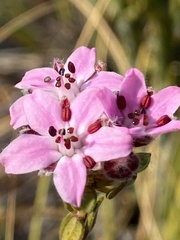 Agathosma adenandriflora