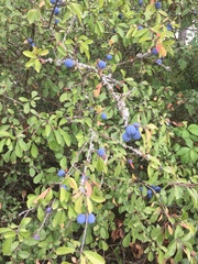 Prunus spinosa