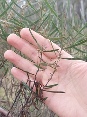 Acacia dawsonii