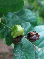 Andricus quercuscalicis