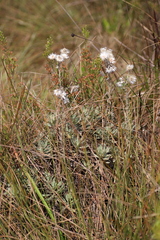 Helichrysum argyranthum