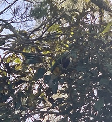 Ptilinopus magnificus