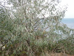 Elaeagnus angustifolia