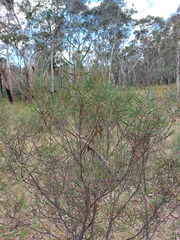 Acacia dawsonii