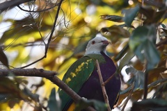 Ptilinopus magnificus