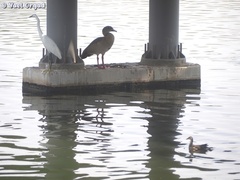 Alopochen aegyptiaca