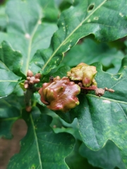 Andricus quercuscalicis