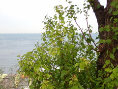 Prunus armeniaca